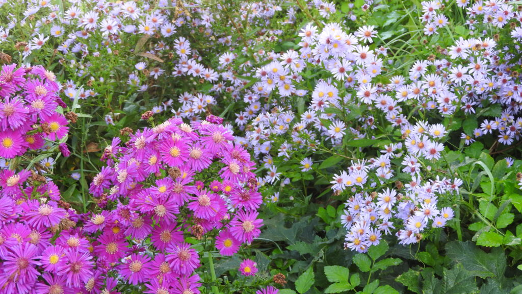 Aster, incontournable des jardins d'automne