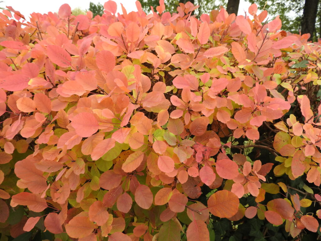 Cotinus pourpre