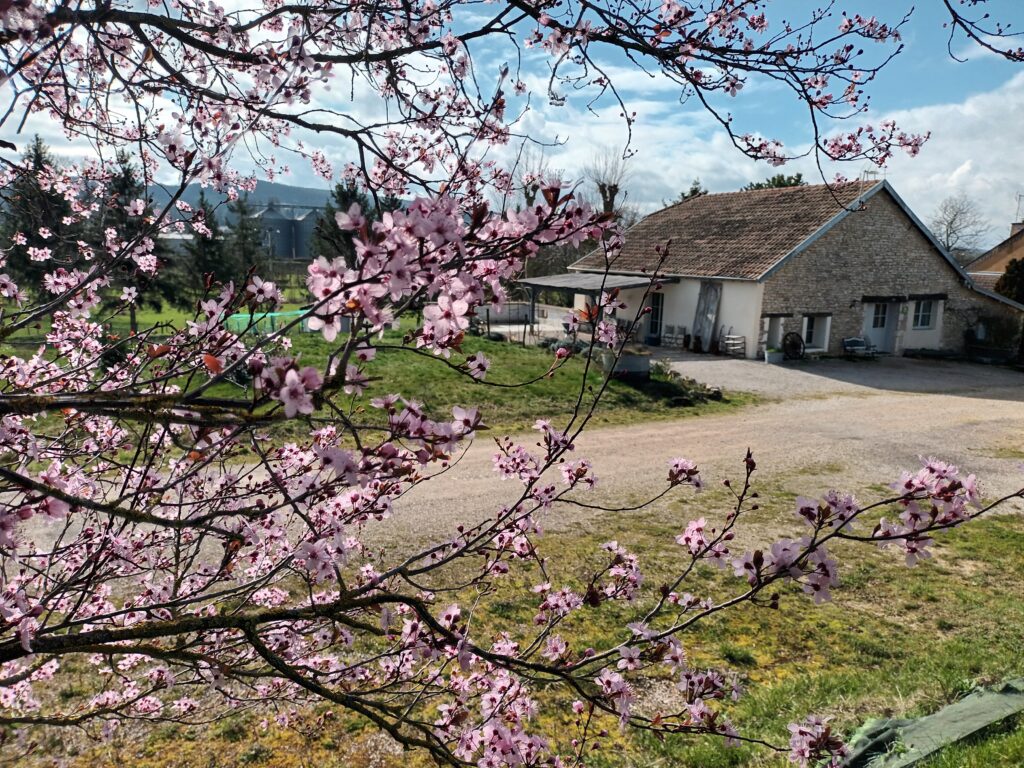 fleurs du prunus