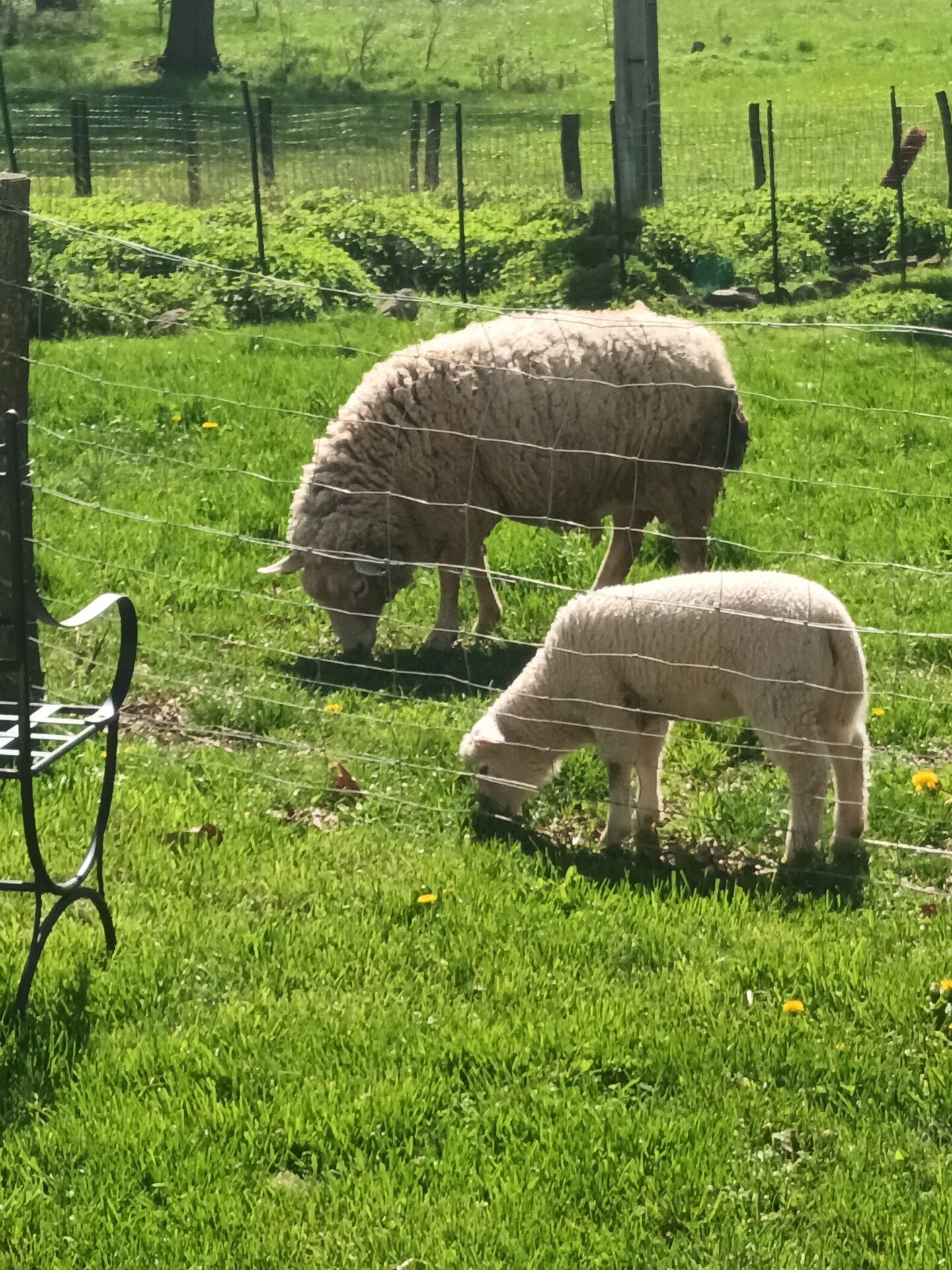 Moutons et agneaux