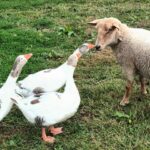 moutons et oies