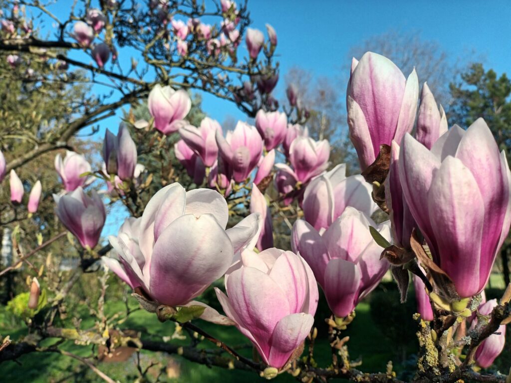 magnolias