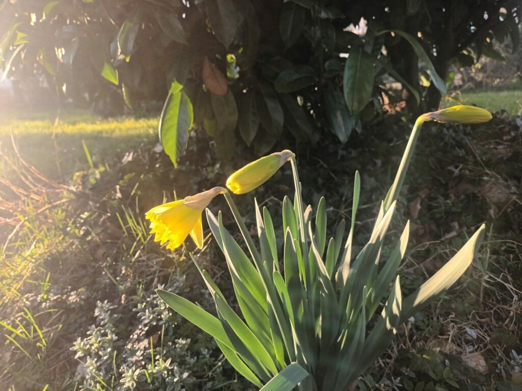 Si délicates jonquilles