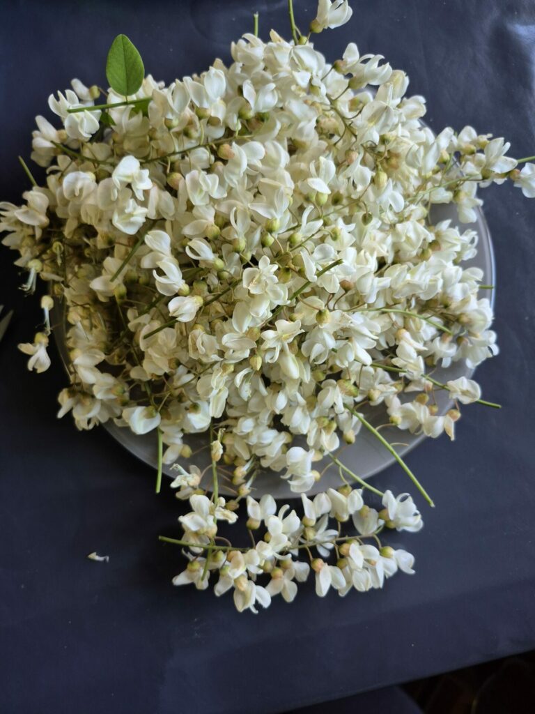 fleurs d'acacias