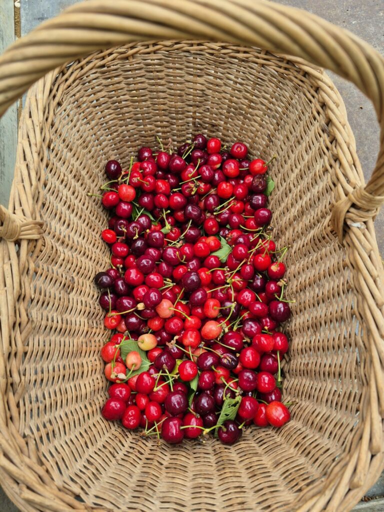 L'arrivée des cerises ...