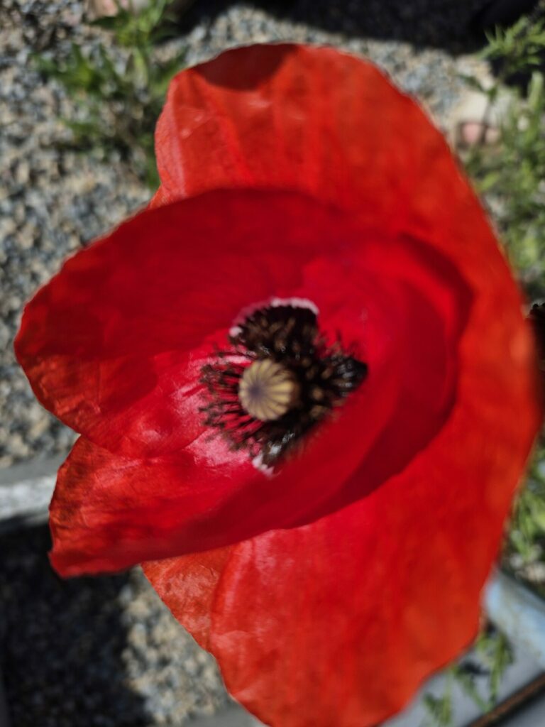 Coquelicot