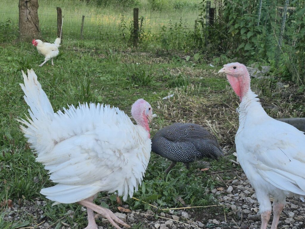 Les dindons sont sympas et nous font la roue