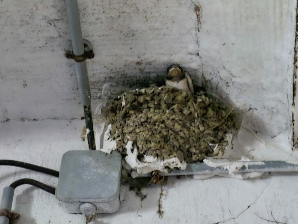 L'arrivée des hirondelles signe l'arrivée du printemps