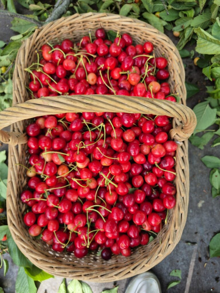 2025, année riche en fruits