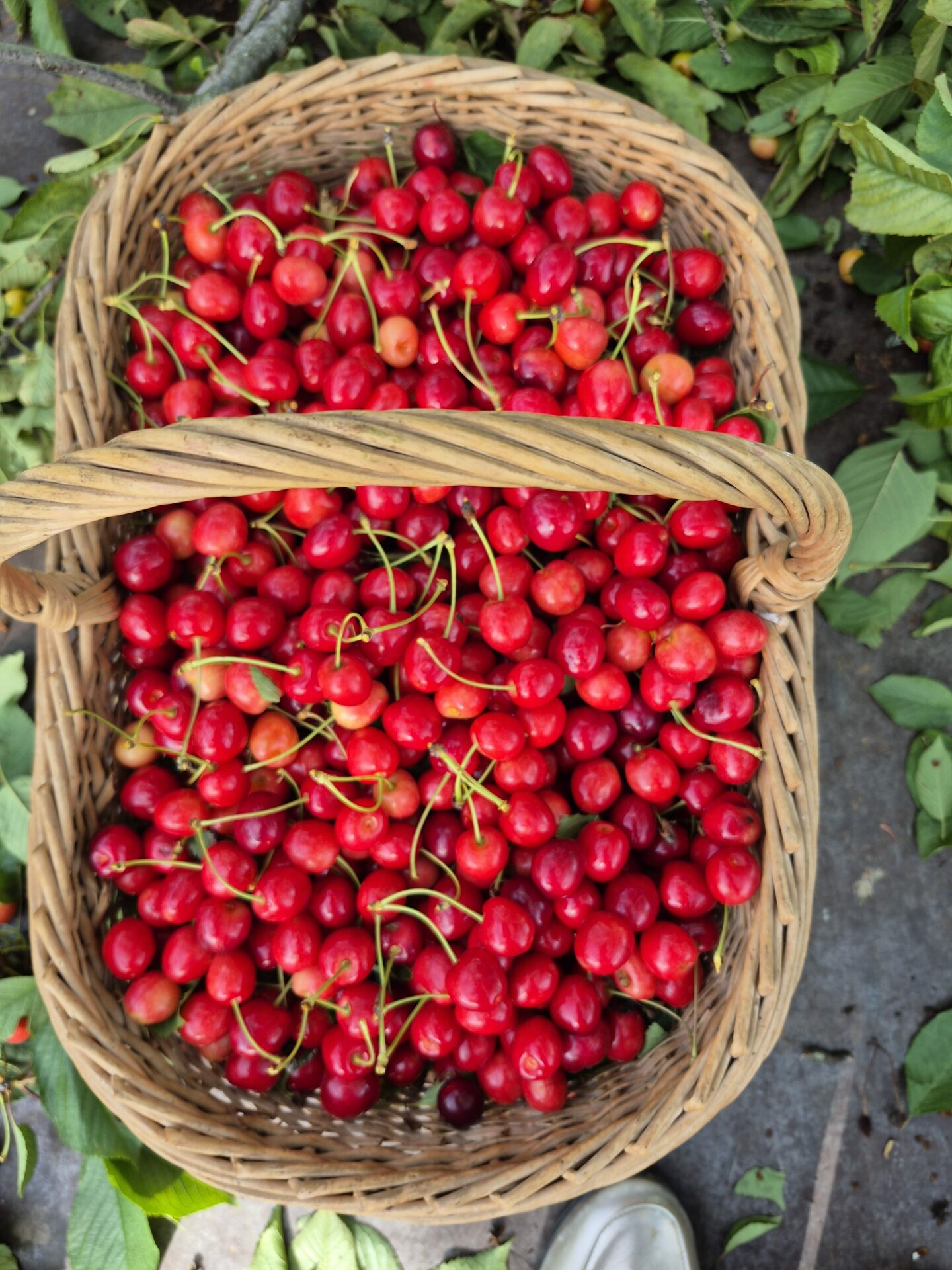 2025, année riche en fruits