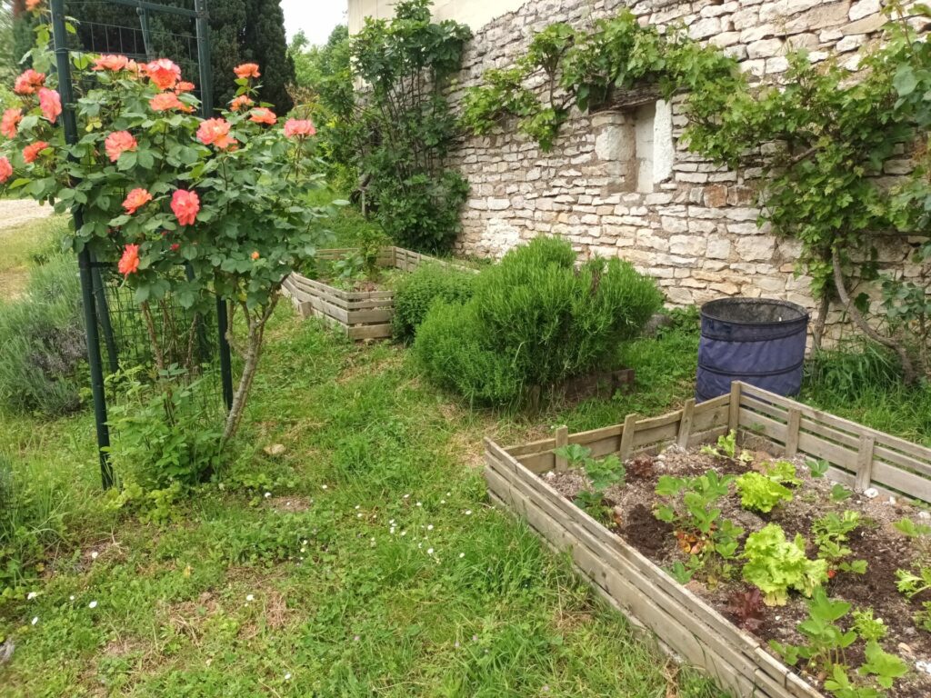 la vigne sur tous les murs