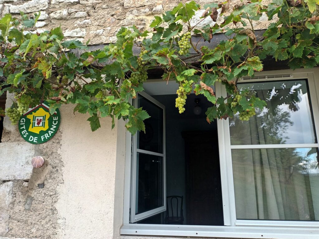 Des raisins à gogo