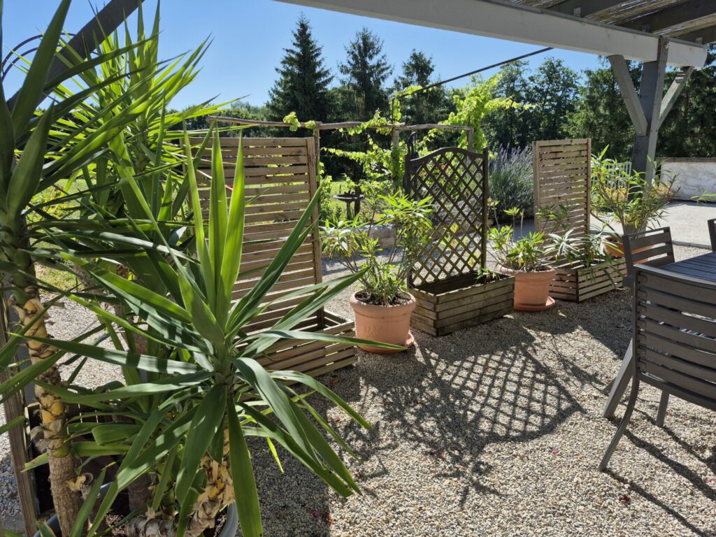 La vigne sur la pergola de la laiterie