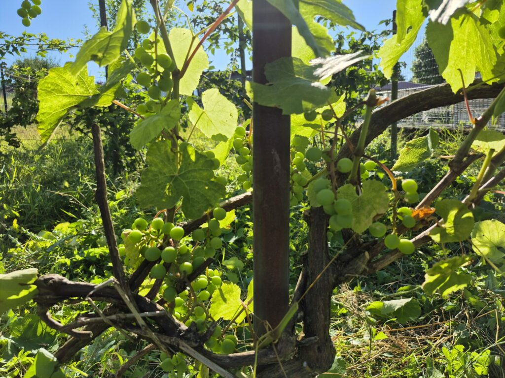 La vigne à la Charmotte