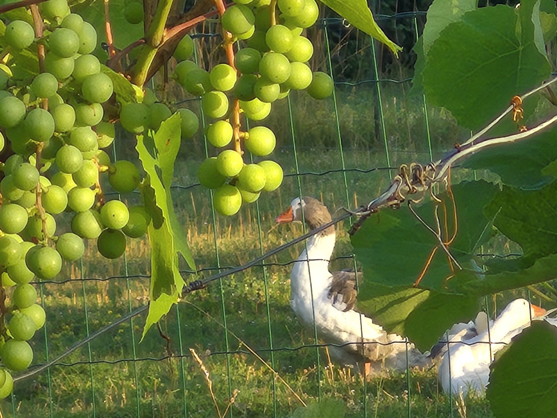 Le raisin... pour les oies ?