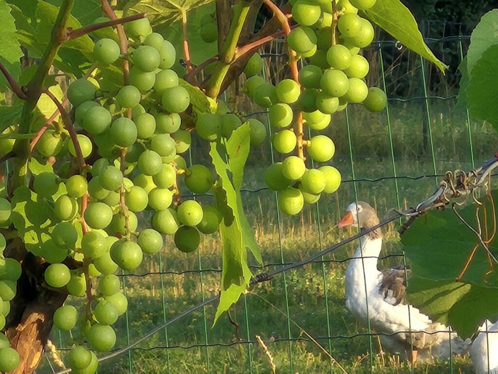 La vigne et les oies au second plan