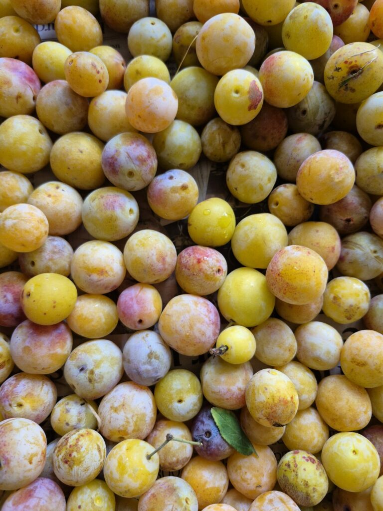 mirabelles