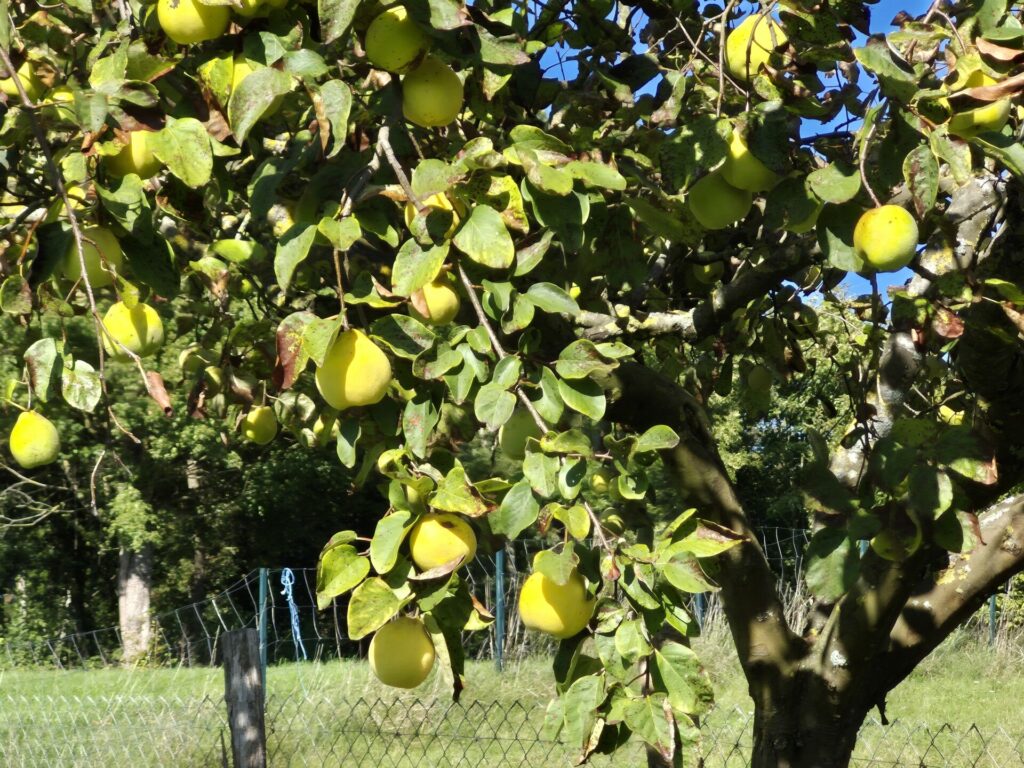 LES COINGS