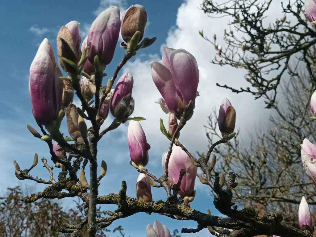 magnolia