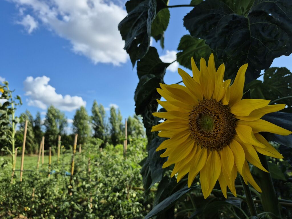 ciel et soleil devant la laiterie
