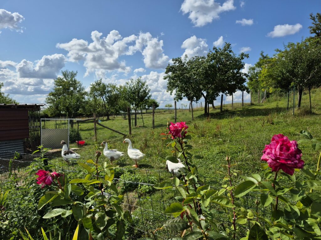 les oies au premier plan, les roses