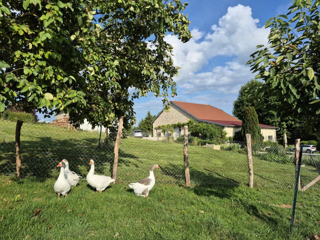 ciel bleu, laiterie et oies