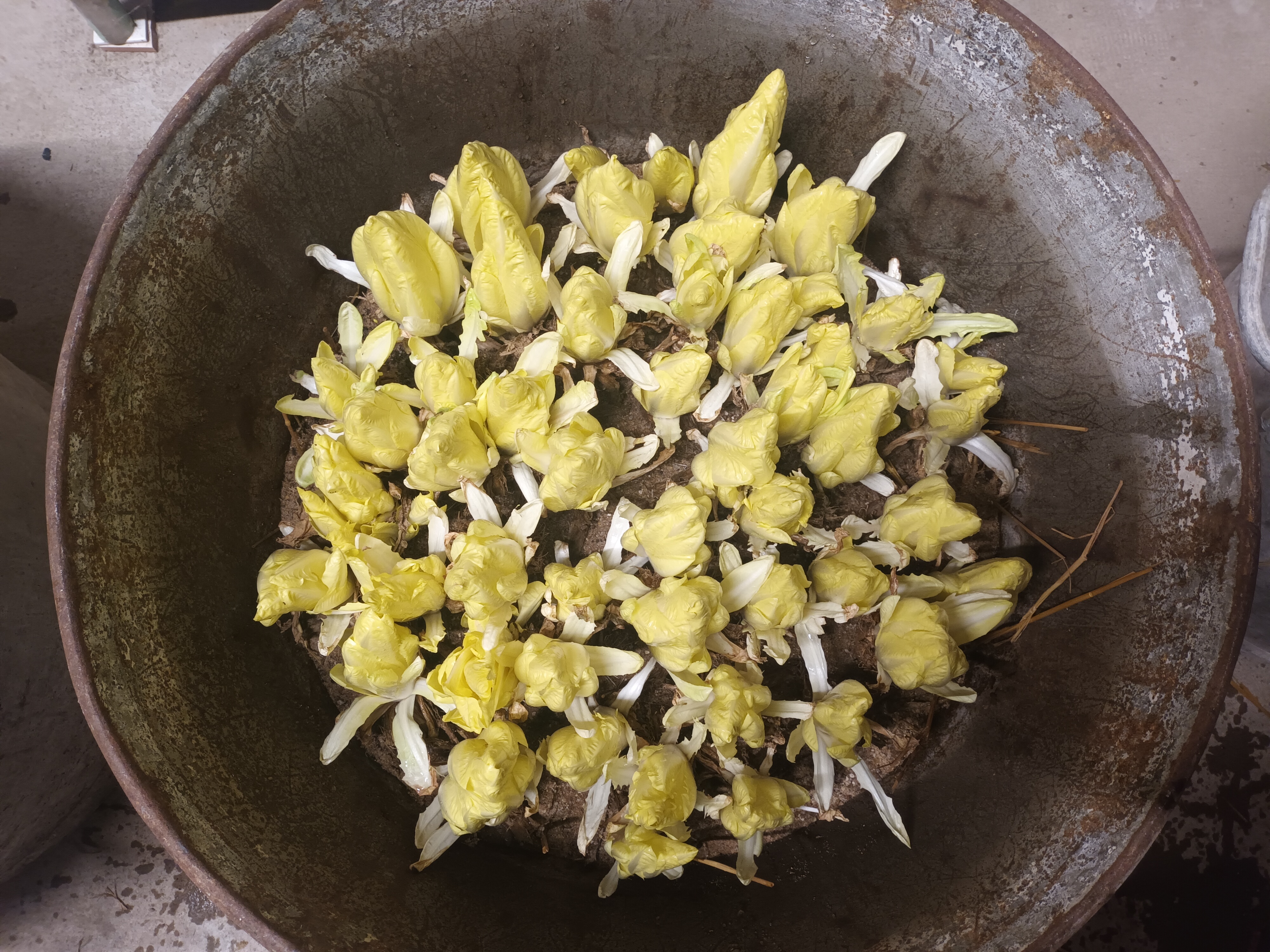 les endives... légumes de l'hiver...