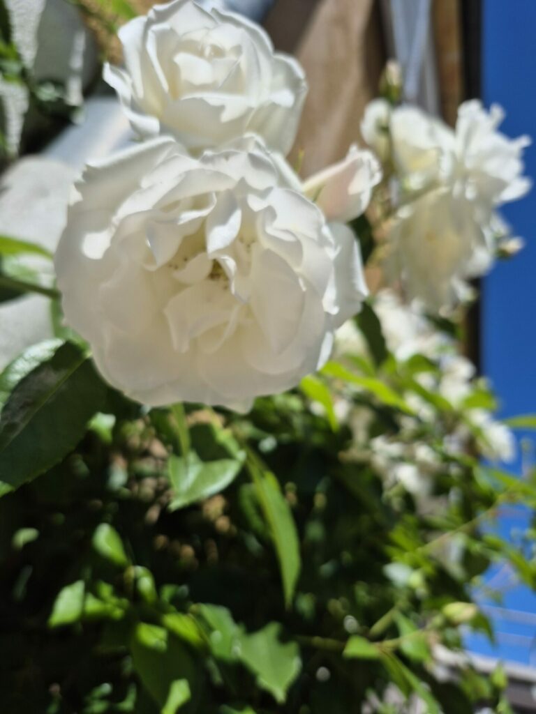 roses blanches