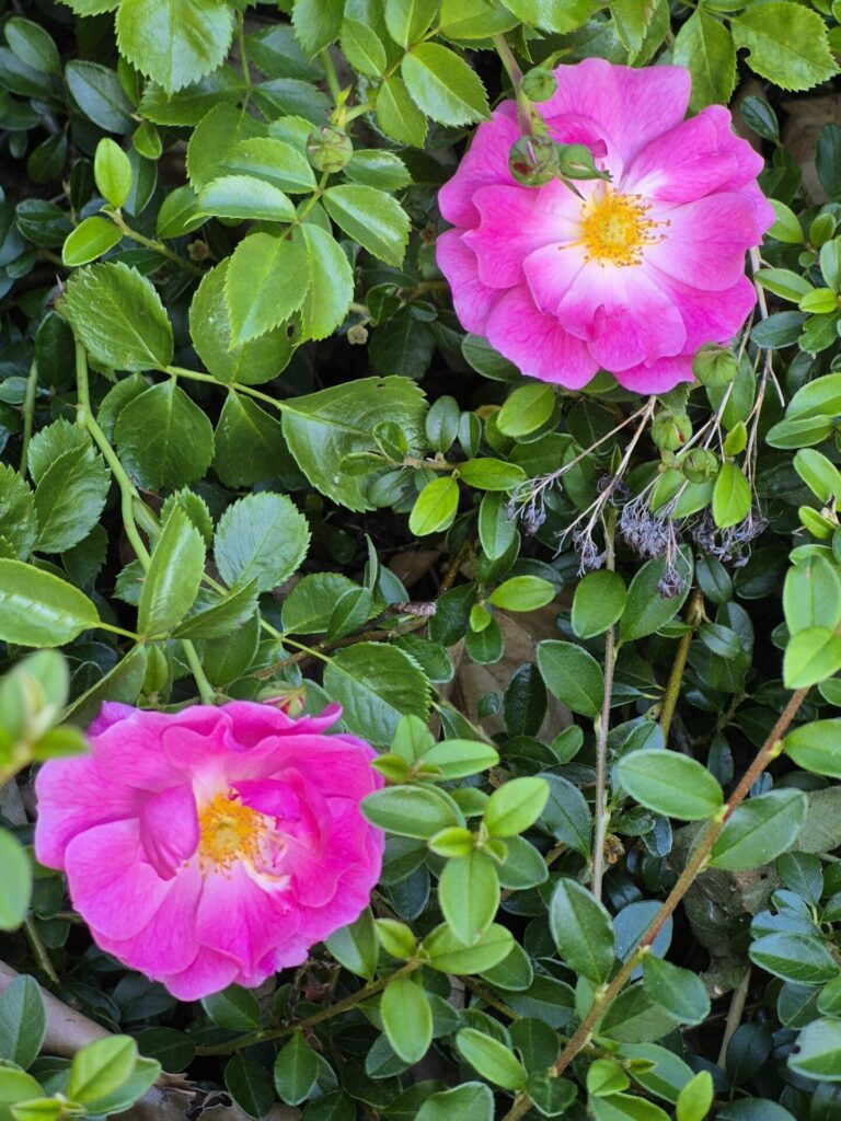 roses anciennes