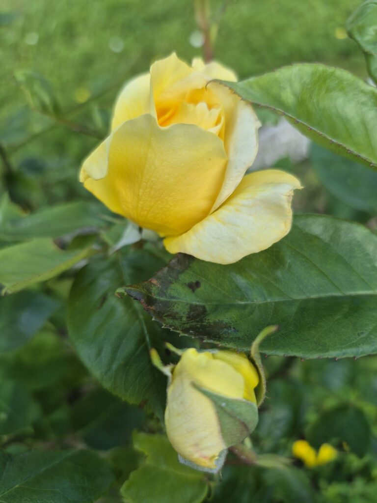 roses jaunes