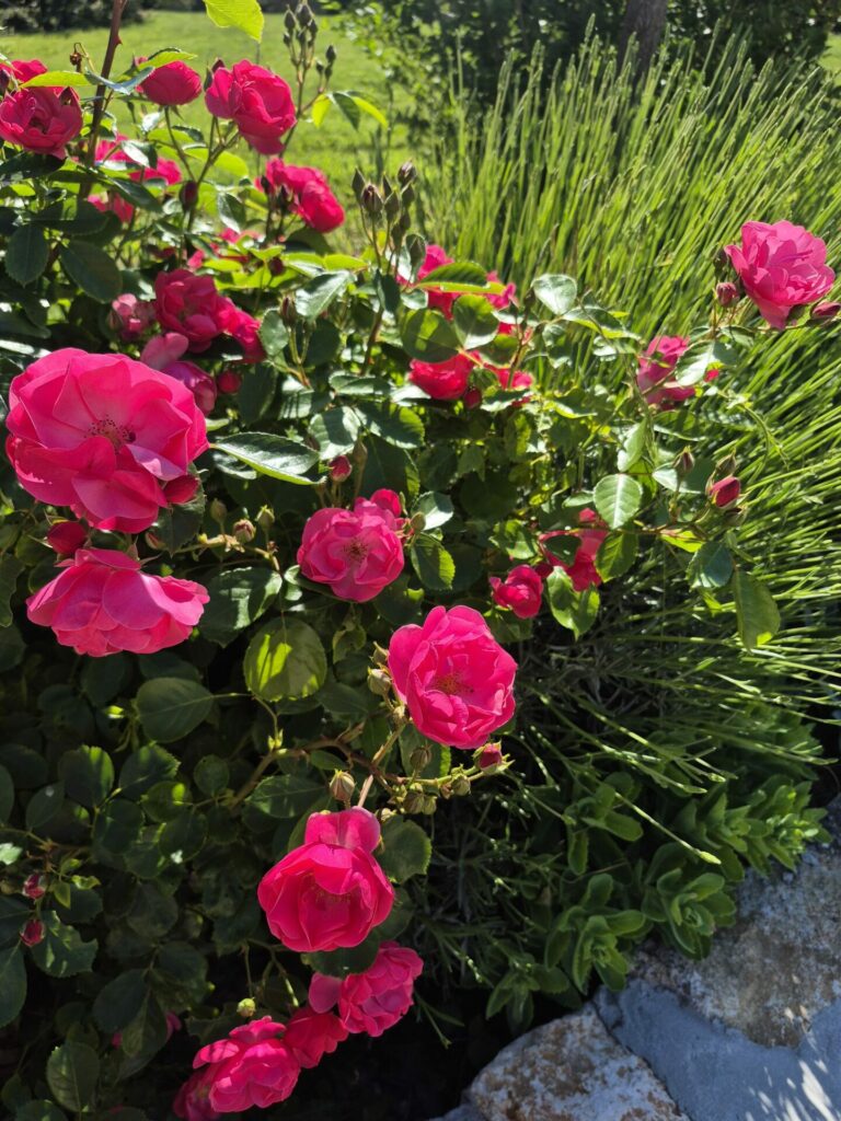 roses rouges