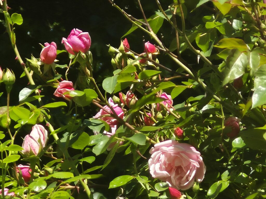 rosiers buissons