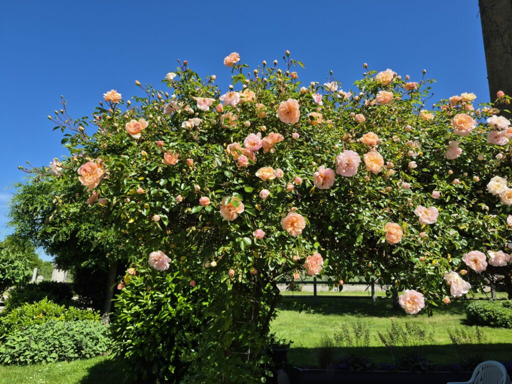 rosier grimpant saumon