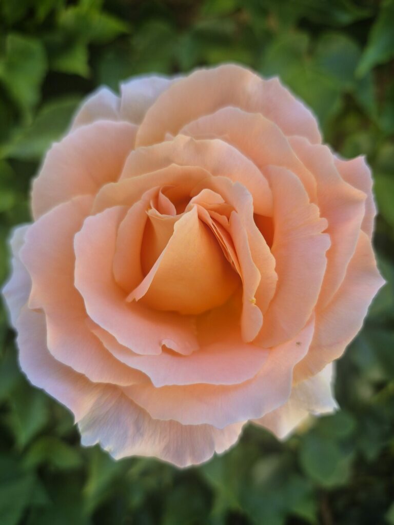 rosier saumonné