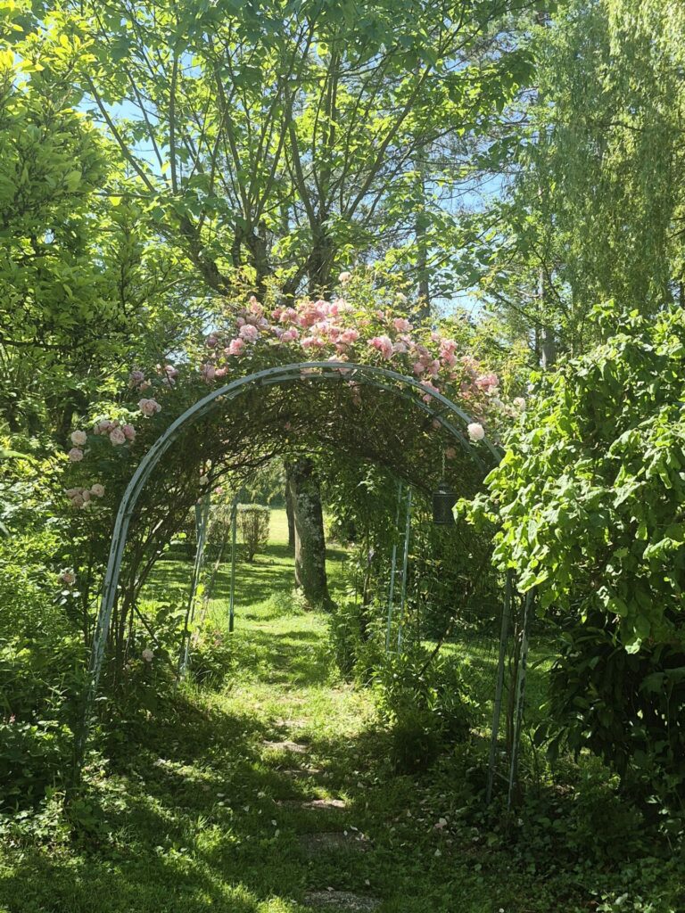 arche de rosier roses