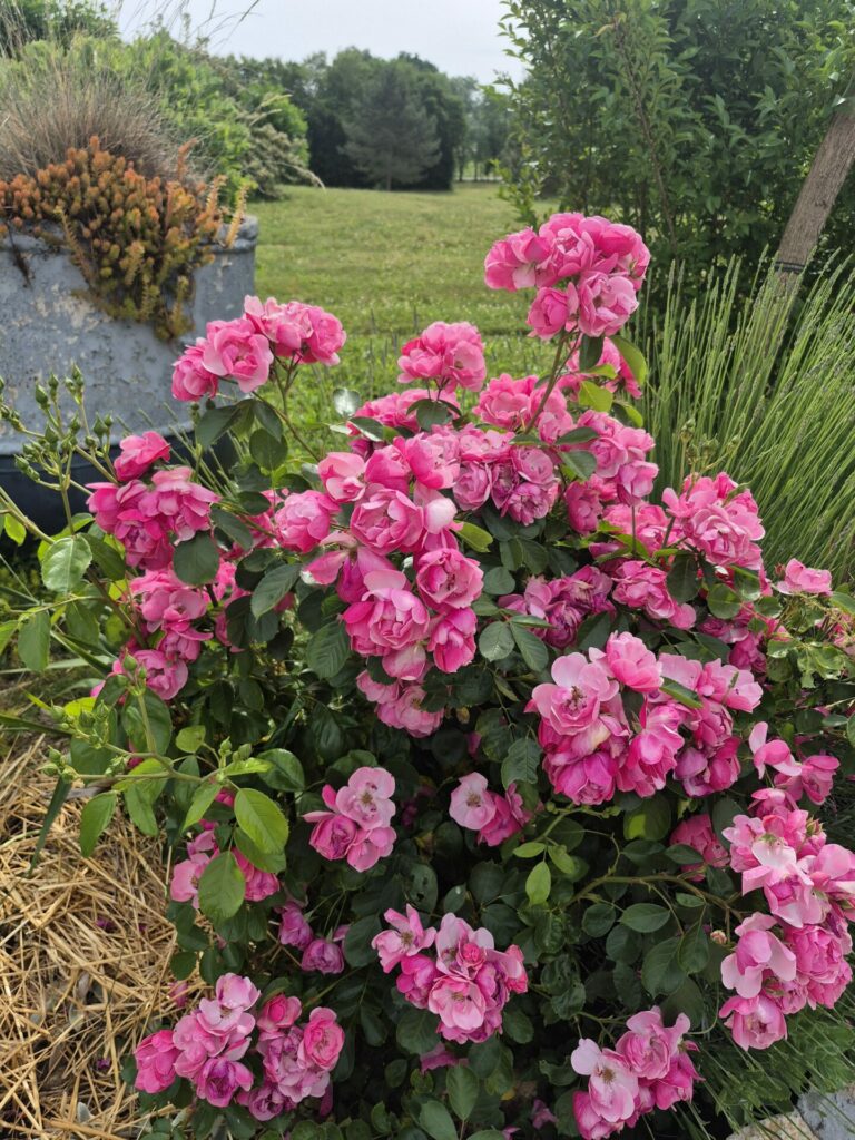 rosier buisson roses