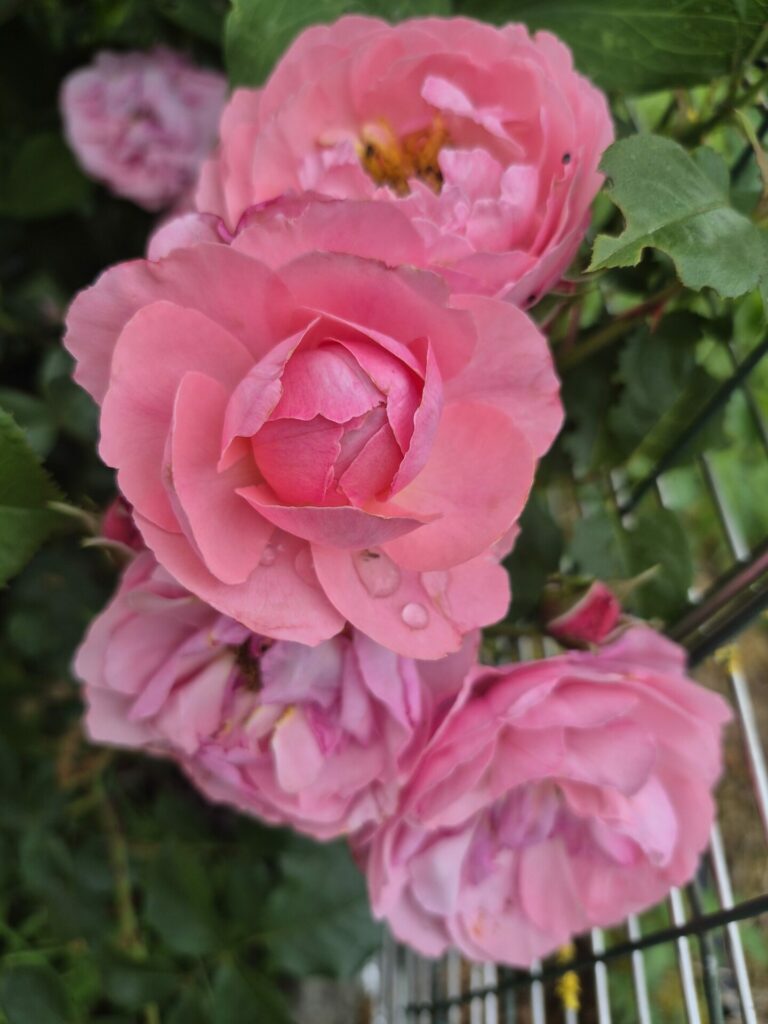 roses roses