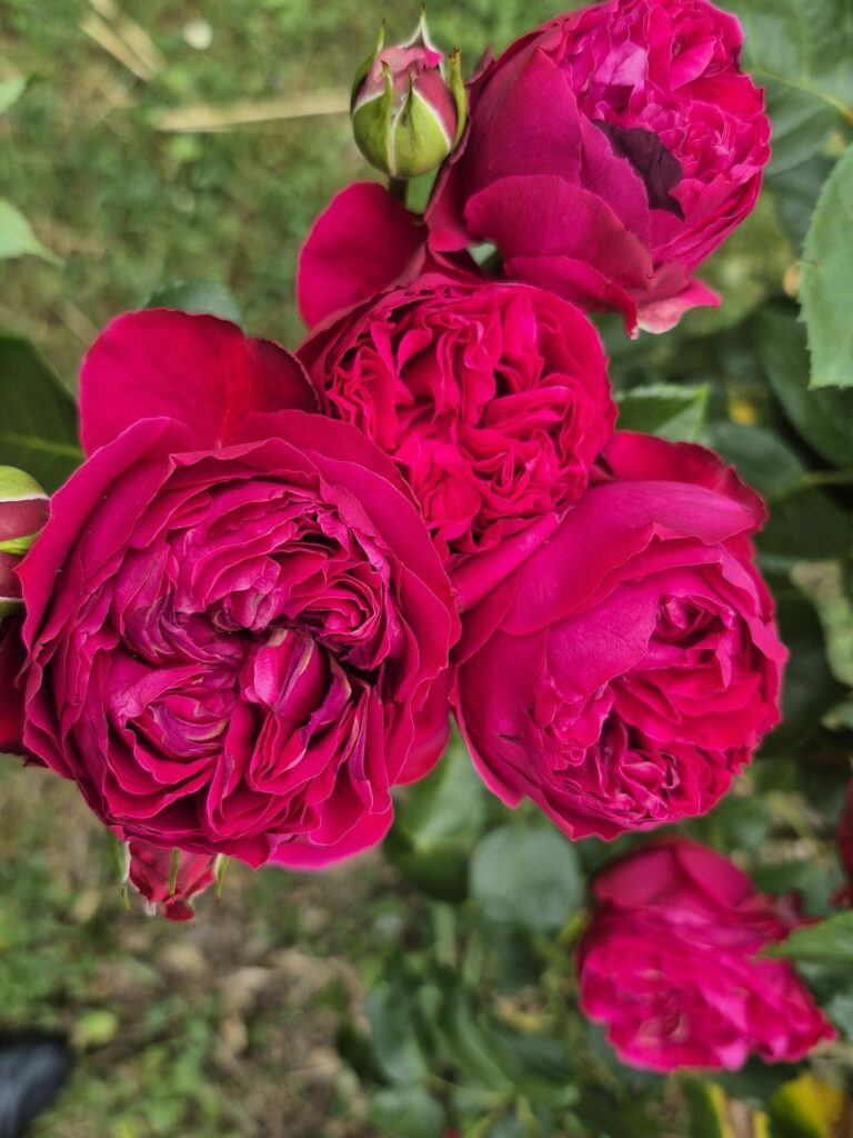 rosier rouge foncé