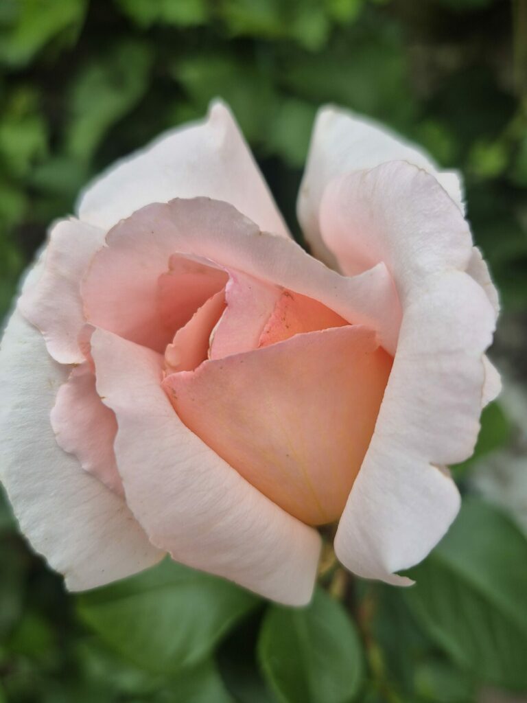 rosier parfumé rose