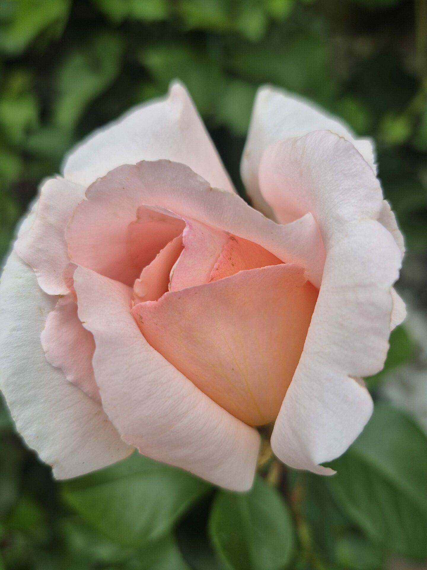 rosier parfumé rose