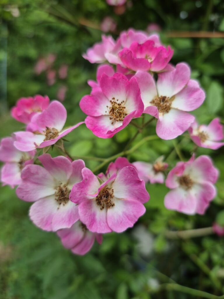 rosier ancien rose