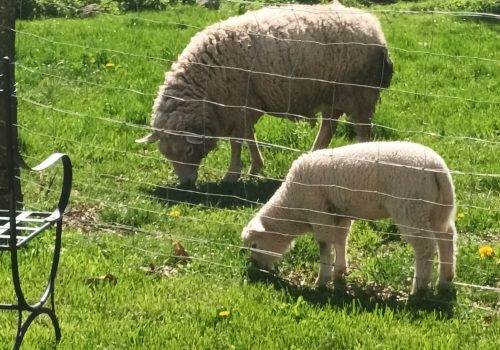 Moutons et agneaux
