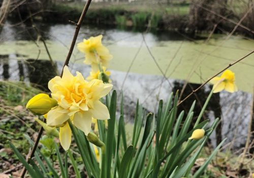narcisse depuis l'étang avec vue sur la laiterie