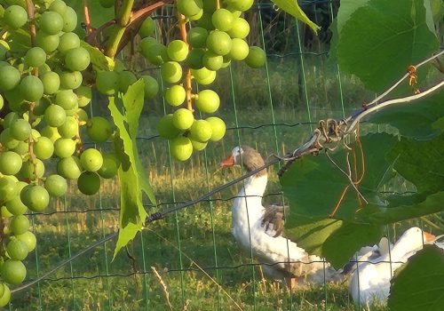 Le raisin... pour les oies ?