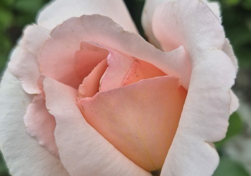rosier parfumé rose
