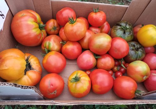 caisse tomates
