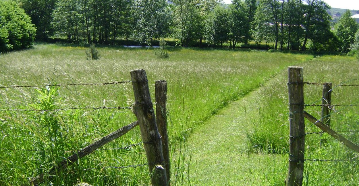Chemin d'accès à l'étang avant les foins